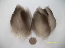 bronze mallard feathers for sale bronze mallard feathers for sale HARROGATE