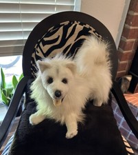 White pomeranian dog for sale  Texarkana