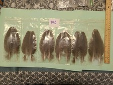 Pair peacock wing for sale  Goodyear