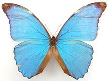 Morpho amathonte ssp gebraucht kaufen  München