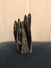 Orthoceras fossil 16cm for sale  CHICHESTER
