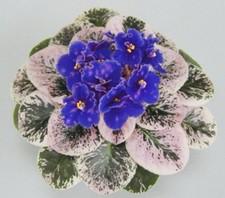 African violet plant. for sale  Summerville