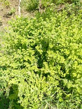 Graines mélisse officinale d'occasion  Châteauroux