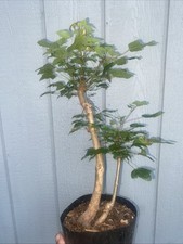 Trident maple pre for sale  York Haven