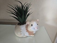 Small cute guinea for sale  NOTTINGHAM