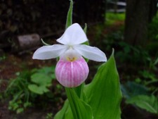 Cypripedium reginae orchid for sale  Ottawa Lake