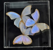 Vintage butterfly taxidermy for sale  Tustin