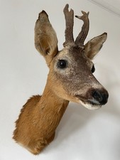 Beautiful roe deer for sale  SOUTHEND-ON-SEA