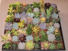 Misc. combination mix for sale  Valley Center