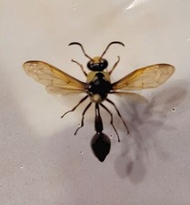 Eumeninae imenotteri vespidae. usato  Trento