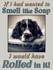Springer sprocker spaniel for sale  SHREWSBURY