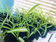 Spider houseplant chlorophytum for sale  San Bernardino