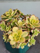 Lovely succulent plant for sale  San Francisco