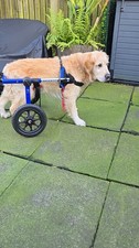 Walkin wheels dog for sale Walkin wheels dog for sale  KILMARNOCK