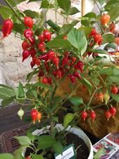 Chili chupetinho peperoncino usato  Spedire a Italy