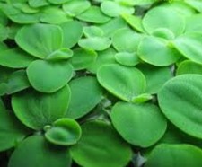 Large dwarf water for sale  CREDITON