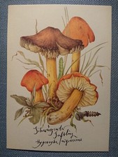 Cartão postal antigo Ak Schwärzender Saftling Planet editora Berlim comprar usado Cartão postal antigo Ak Schwärzender Saftling Planet editora Berlim comprar usado  Enviando para Brazil