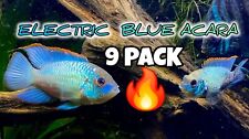 Pack electric blue for sale  Palm Beach Gardens