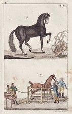 Horse pferde pferd gebraucht kaufen  Seubersdorf