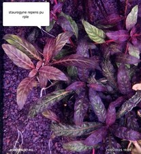 Pied staurogyne repens d'occasion  Crécy-la-Chapelle