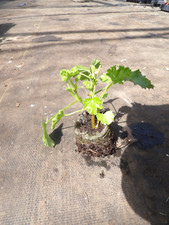 Pelargonium prince orange for sale  MALDON