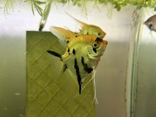Koi adult full for sale  Sterling Heights