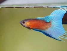 Live betta fish for sale  Honolulu