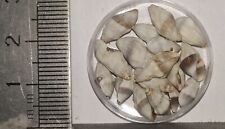 Collection coquillages inquisi d'occasion  Champigny-sur-Marne