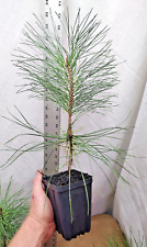Ponderosa pine native for sale  La Grande