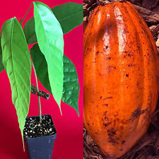 Red trinitario theobroma for sale  Jupiter