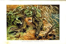 Old antique print for sale  UK