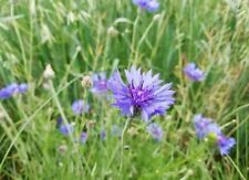 Kornblume cyanus segetum gebraucht kaufen  Löbau