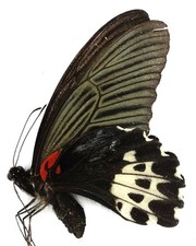 Usado, PAPILIO FORBESI FÊMEA DA MT. DEMPO, SUMATRA ++MUITO RARO++ (A-) comprar usado  Enviando para Brazil
