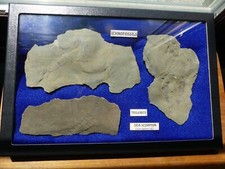 trilobite for sale trilobite for sale Leopold