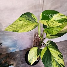 Large high color for sale  Grayson