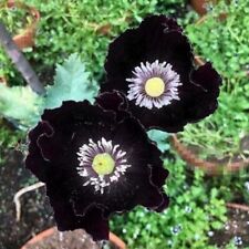 Tt464pg black poppy usato  Spedire a Italy