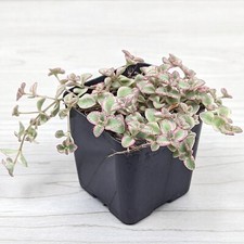 Succulent live plant for sale  San Jose