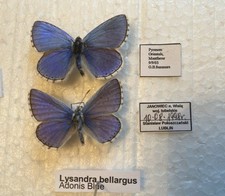 Adonis blue butterfly. for sale  CAERNARFON