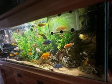 Oak fish tank for sale  DUNMOW