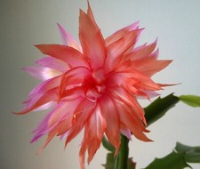 Schlumbergera double surprise for sale  Lawrence