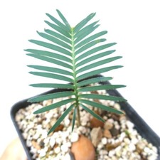Dioone edule blu usato  Napoli