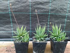 Piante grasse haworthia usato  Roma