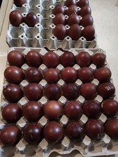 Uova feconde fertili usato  Messina