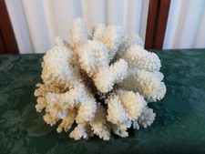fish coral for sale fish coral for sale Sparks
