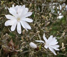 Star magnolia quart for sale  Rock Island