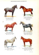 Different breeds horses....pri d'occasion  Saint-Cyprien