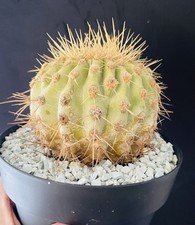 Cactus copiapoa cinerea d'occasion  Aire-sur-l'Adour