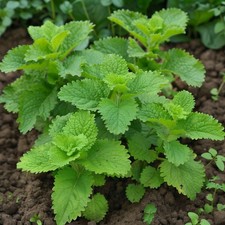 Lemon balm seeds for sale  Hallandale