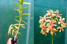 Epidendrum radicans hybride usato  Spedire a Italy