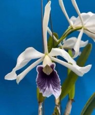 Cattleya purpurata werkhauseri for sale  San Francisco